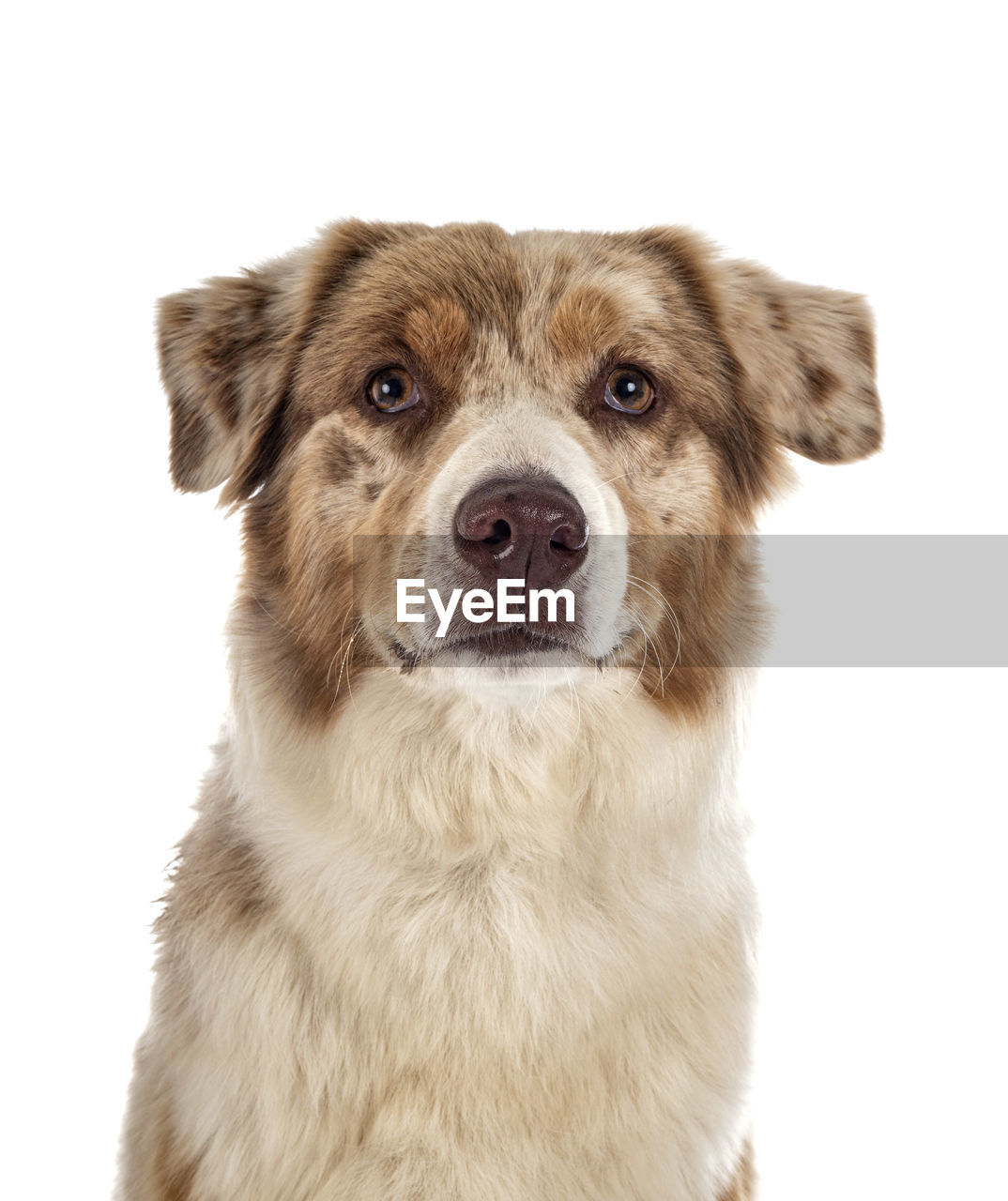 CLOSE-UP PORTRAIT OF DOG OVER WHITE BACKGROUND