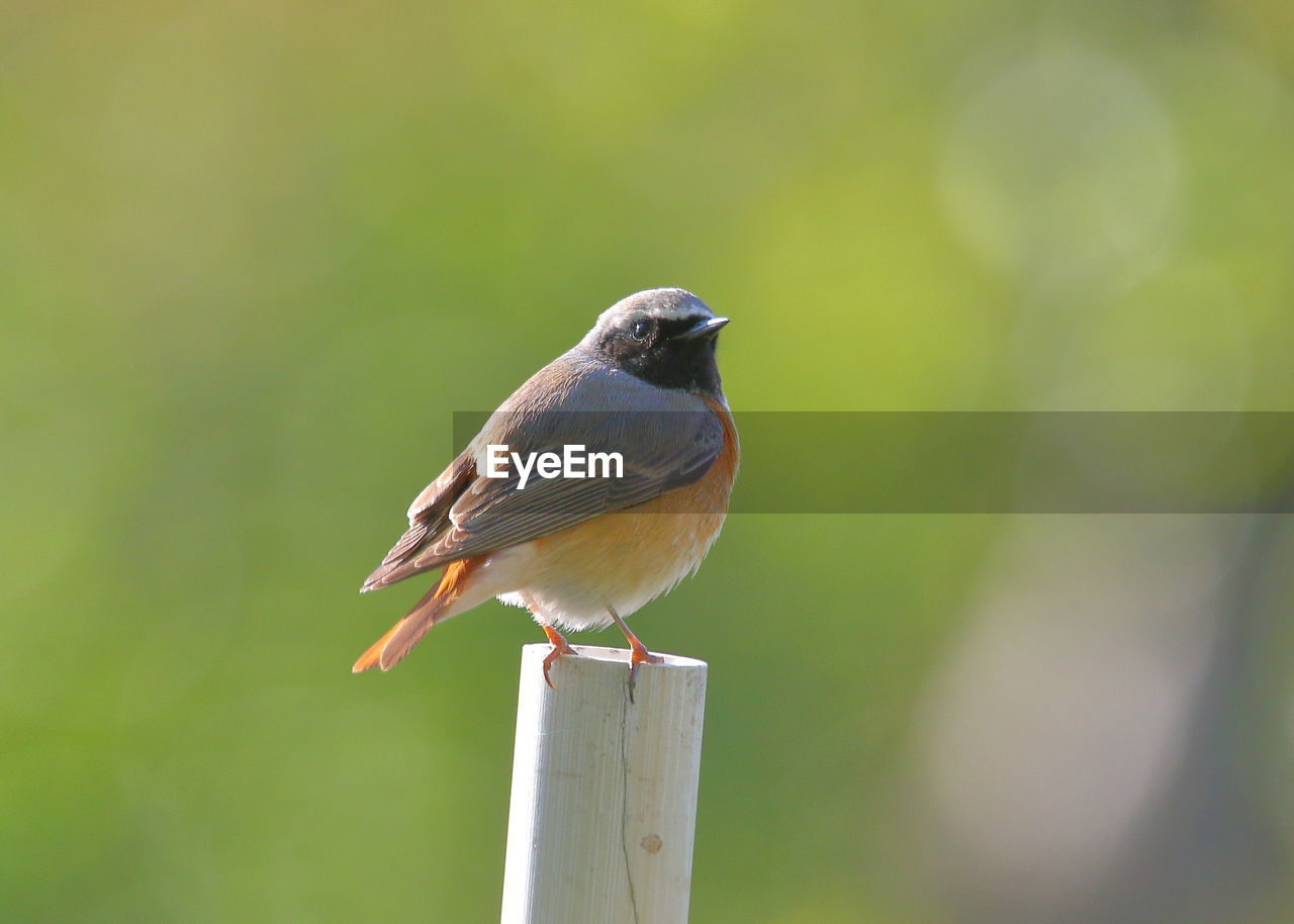 CLOSE-UP OF HUMMINGBIRD PERCHING ON WOODEN POST