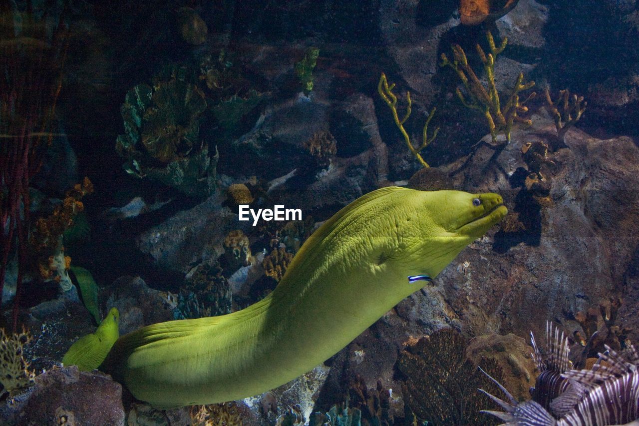 Close-up of green moray eel swimming amidst coral reef undersea