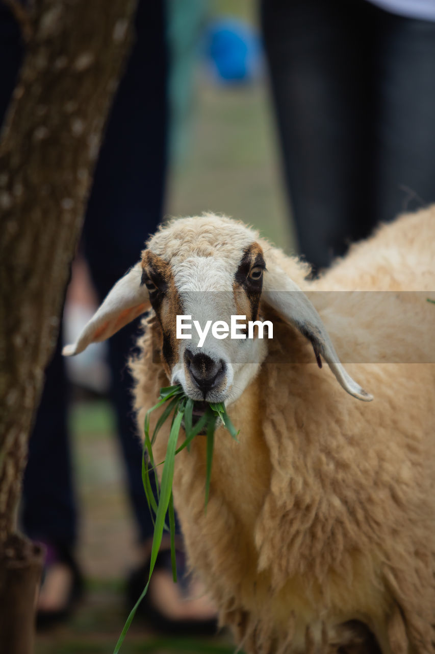 Close-up portrait of sheep grazing outdoors