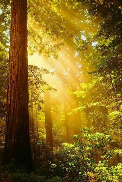 TREE IN FOREST DURING SUNSET