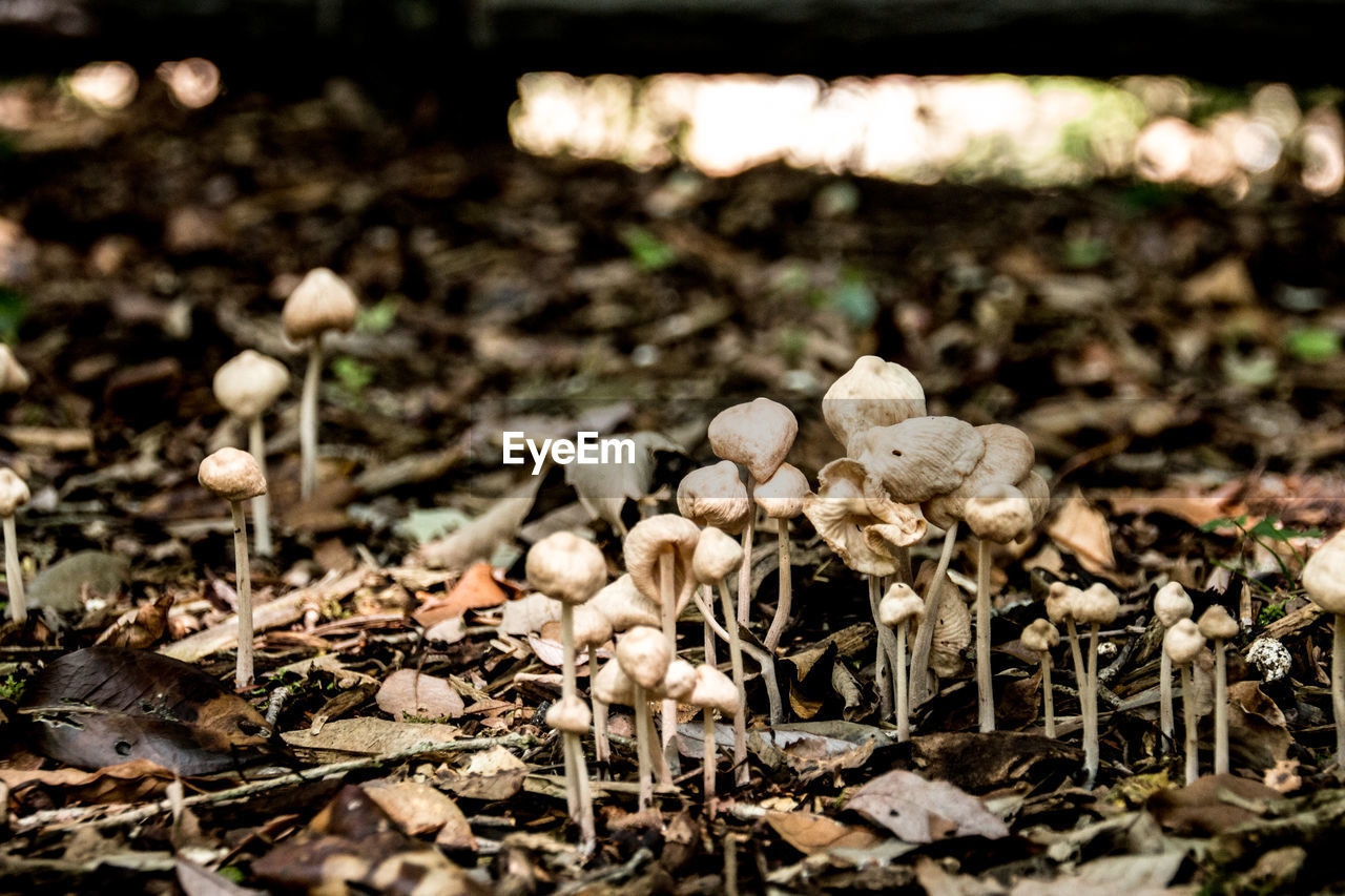 CLOSE-UP OF WILD MUSHROOM ON FIELD