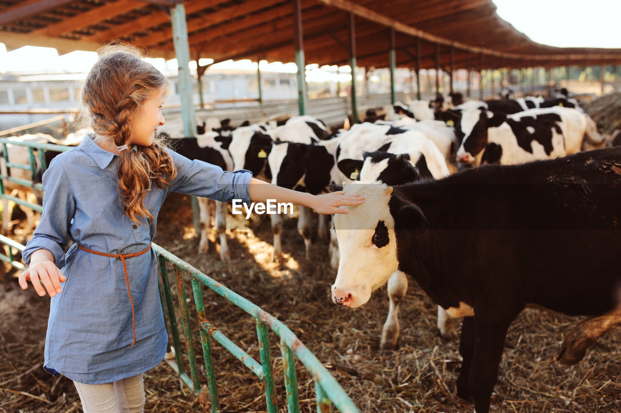 Girl touching calf in farm