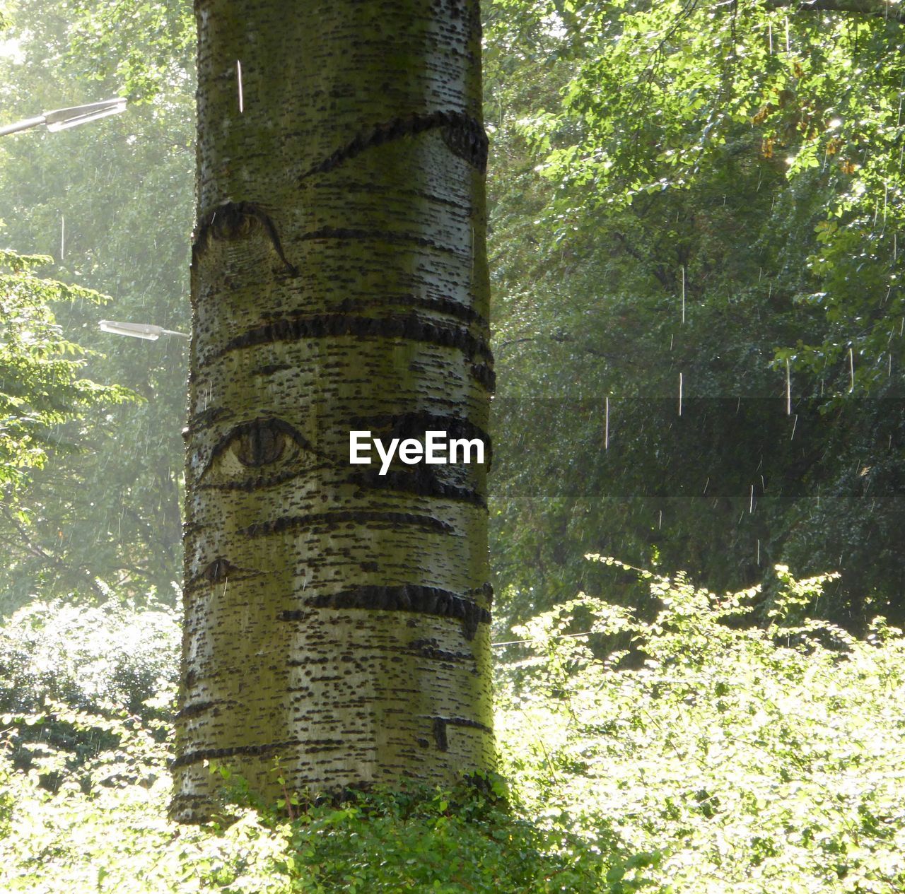 VIEW OF TREES IN FOREST