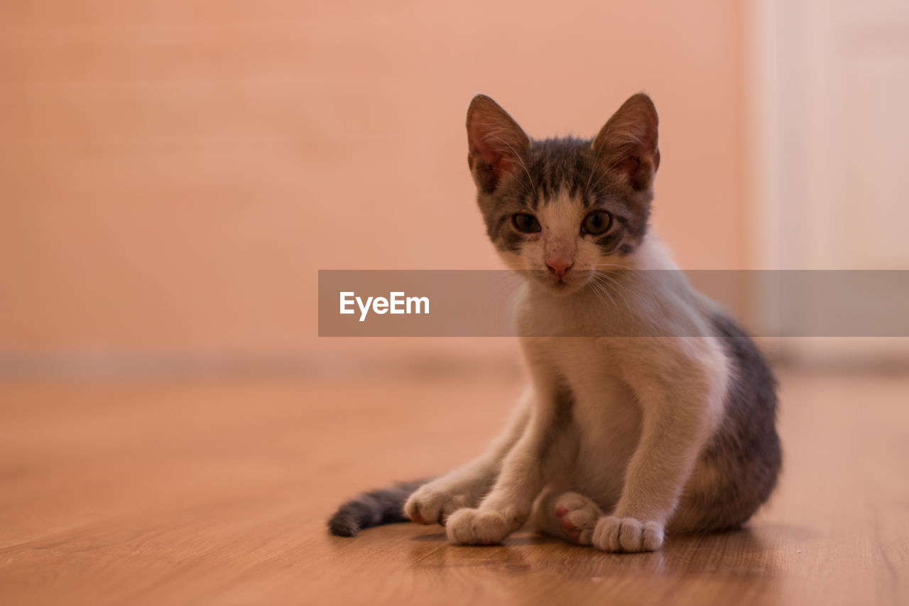 cat, pet, mammal, animal themes, animal, domestic animals, one animal, domestic cat, feline, whiskers, portrait, sitting, young animal, no people, indoors, flooring, felidae, cute, small to medium-sized cats, looking at camera, kitten, hardwood floor, wood, full length, focus on foreground, carnivore, front view