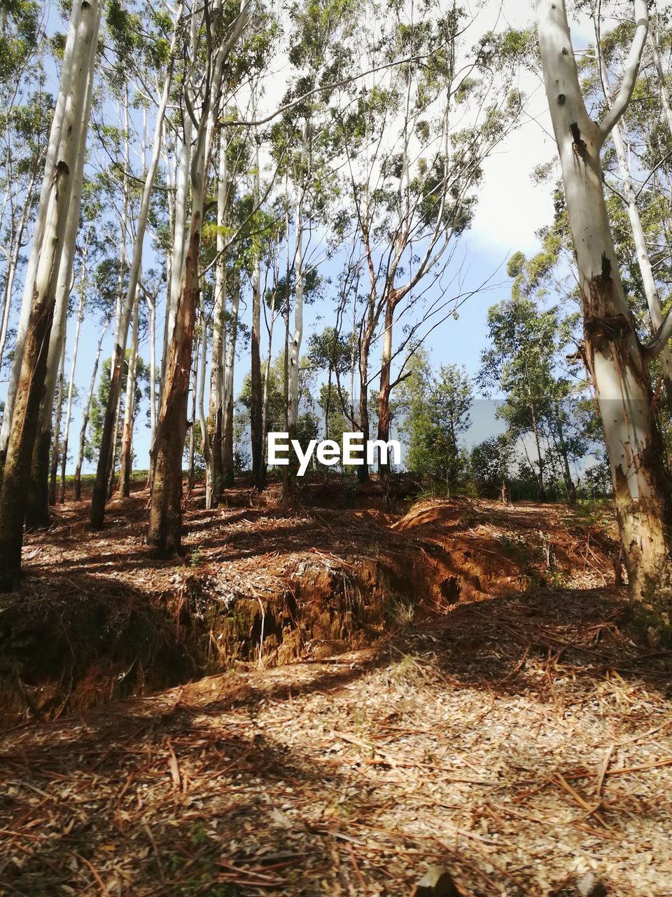 VIEW OF TREES IN THE FOREST