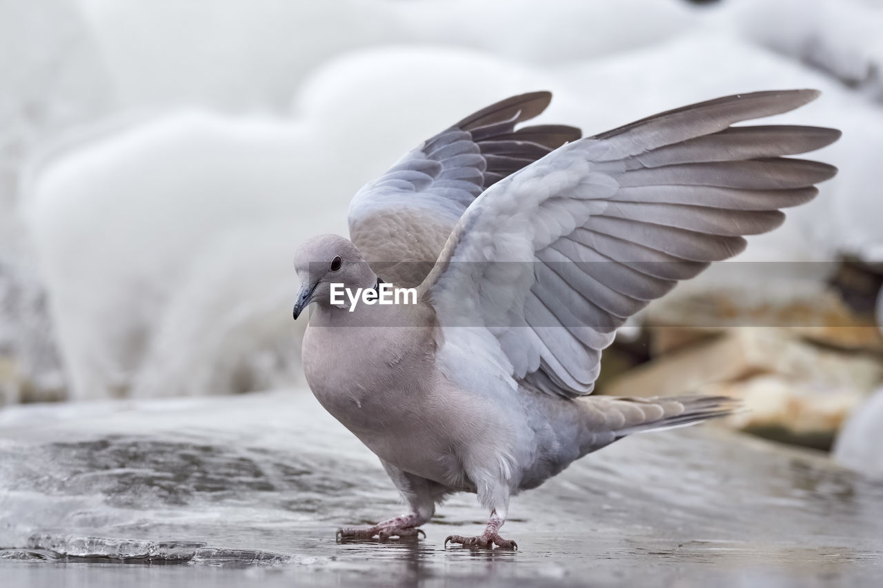 CLOSE-UP OF SEAGULL FLYING OVER A WATER