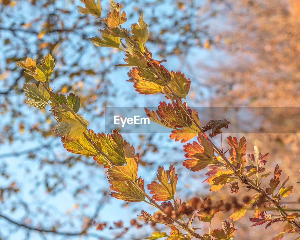 Low angle view of tree during autumn