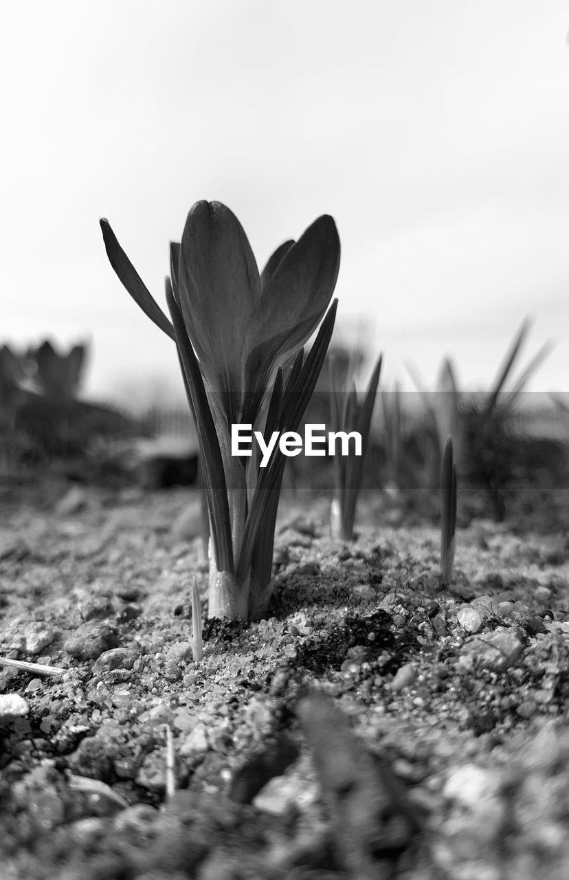 black and white, monochrome photography, plant, nature, flower, leaf, monochrome, white, close-up, beauty in nature, no people, black, sky, flowering plant, land, grass, selective focus, outdoors, day, growth, macro photography, soil, freshness, field, environment, tranquility