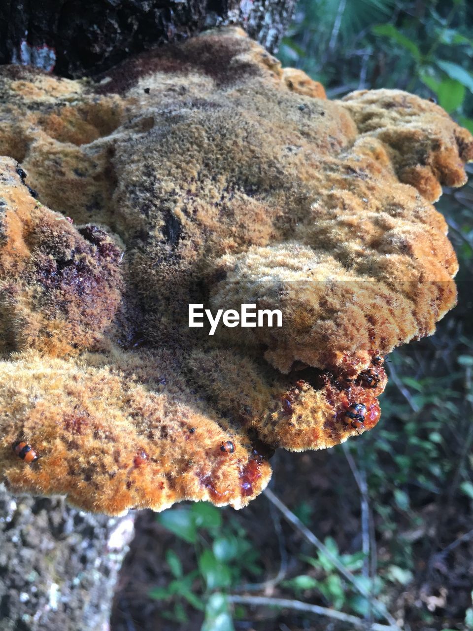 CLOSE-UP OF MUSHROOMS ON ROCK