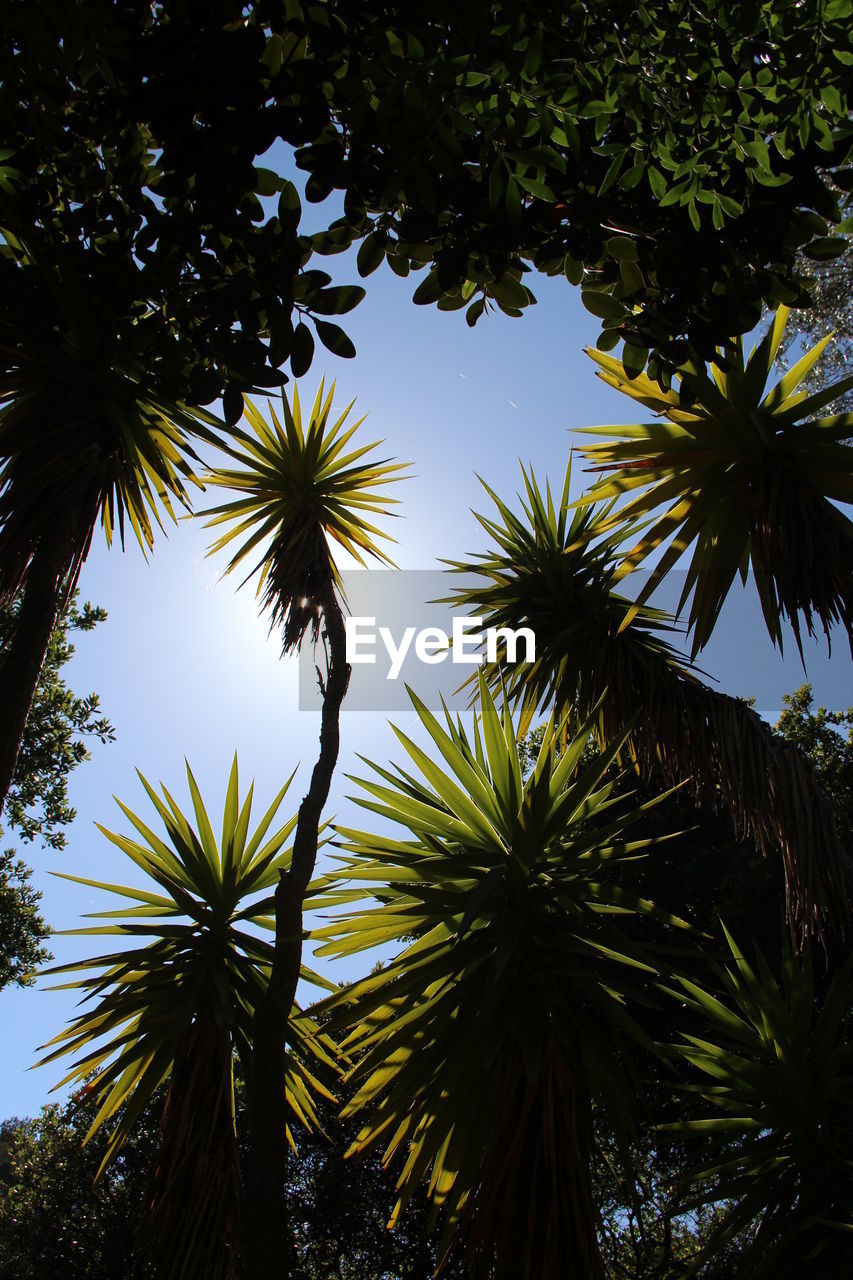 Low angle view of trees against clear sky