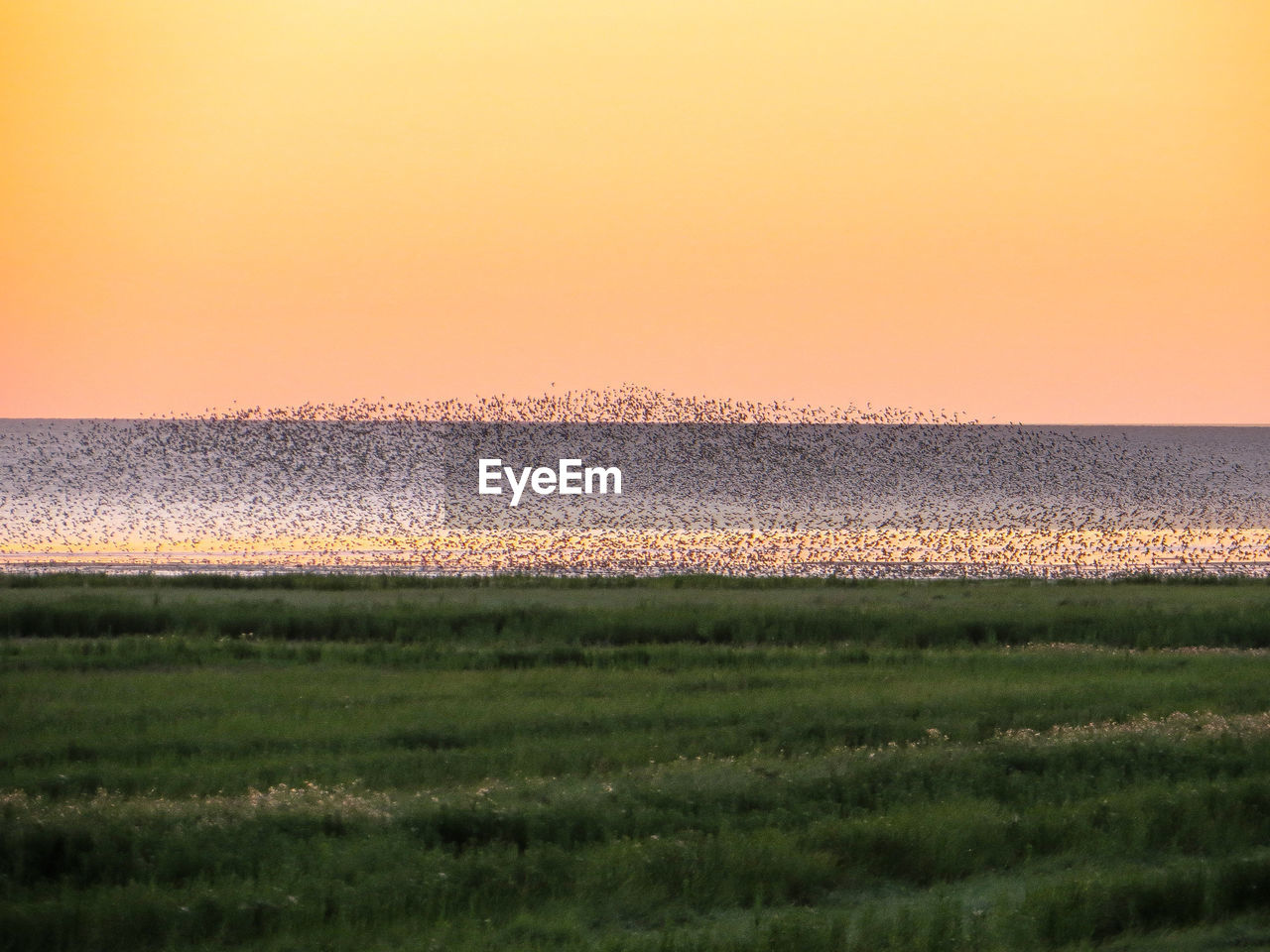 Scenic view of field against sky during sunset