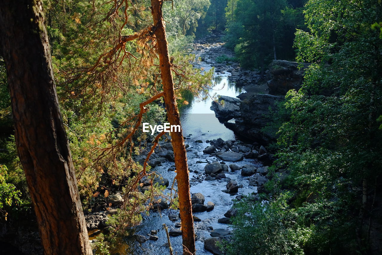 SCENIC VIEW OF WATERFALL IN FOREST