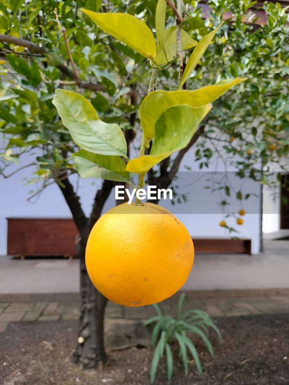 fruit, plant, citrus fruit, tree, produce, food, food and drink, healthy eating, yellow, fruit tree, leaf, citrus, plant part, lemon, nature, freshness, flower, lemon tree, growth, no people, orange, outdoors, wellbeing, agriculture, day, branch, orange color, focus on foreground, green, architecture, hanging, ripe