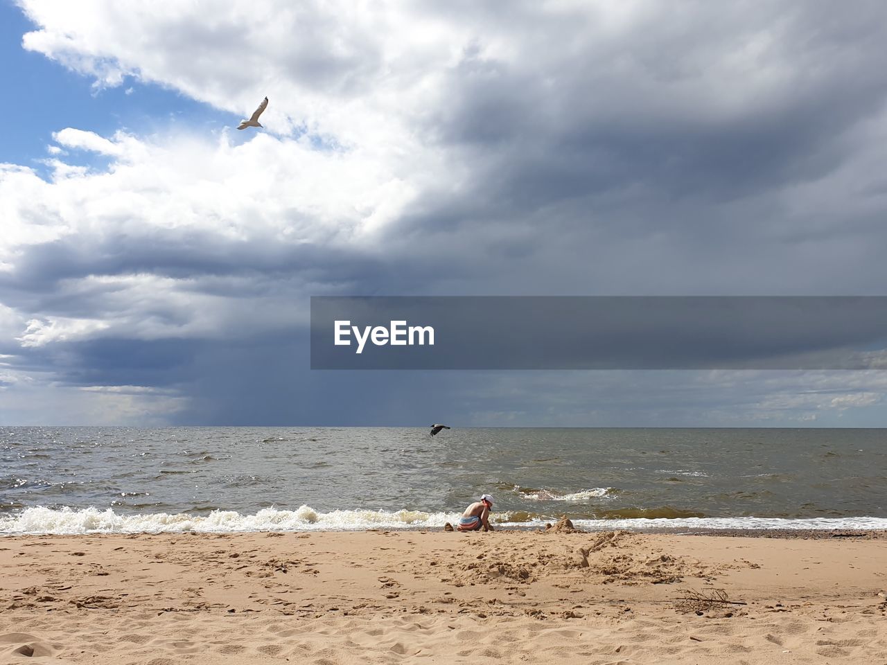 Birds flying over beach