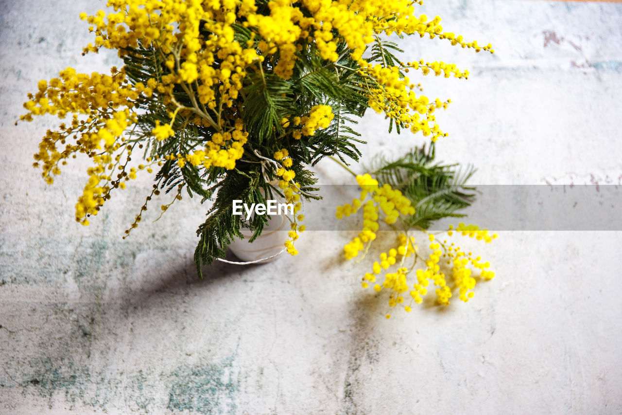 HIGH ANGLE VIEW OF YELLOW FLOWERING PLANT ON WHITE WALL