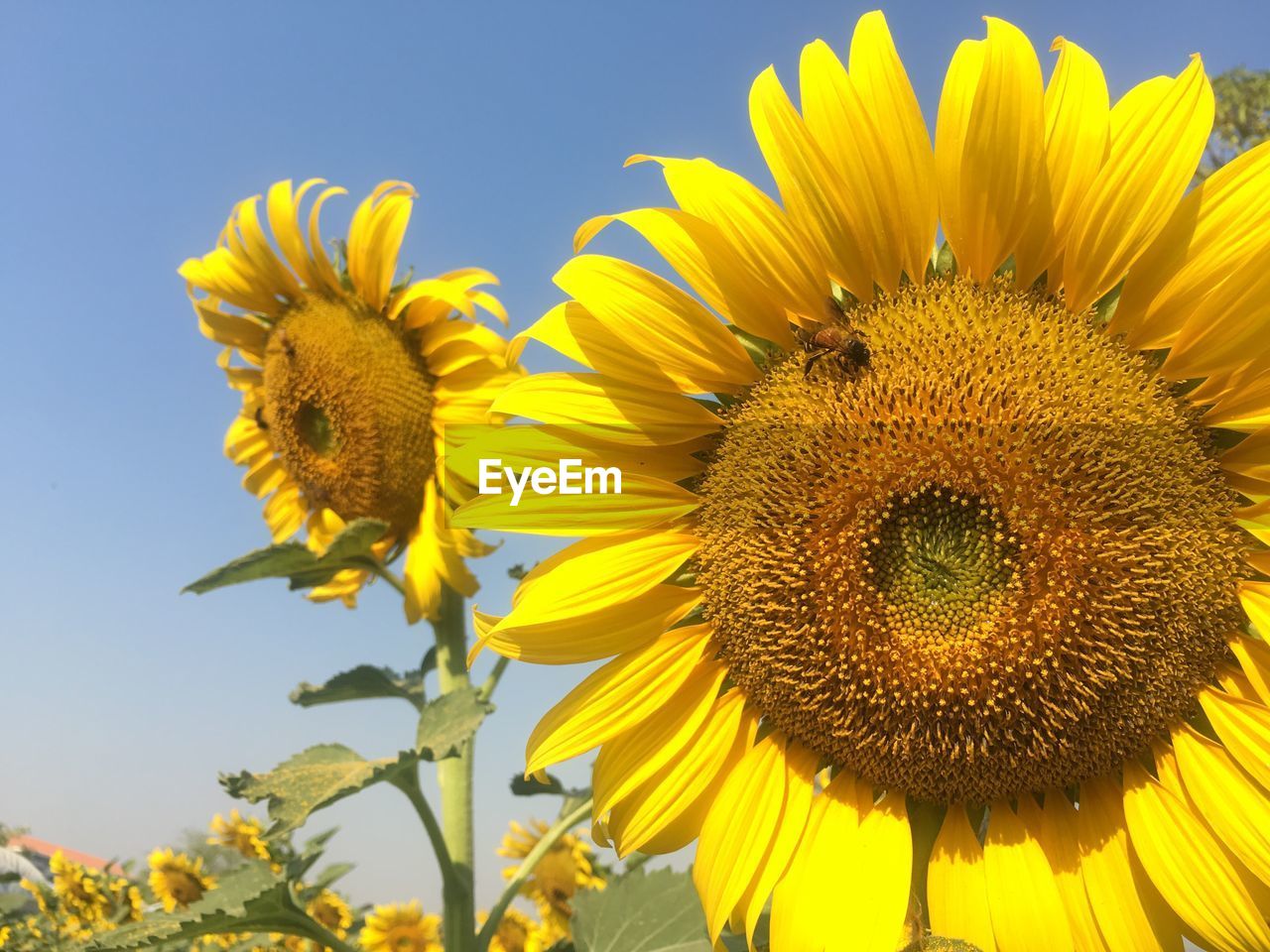 CLOSE-UP OF SUNFLOWER BLOOMING OUTDOORS