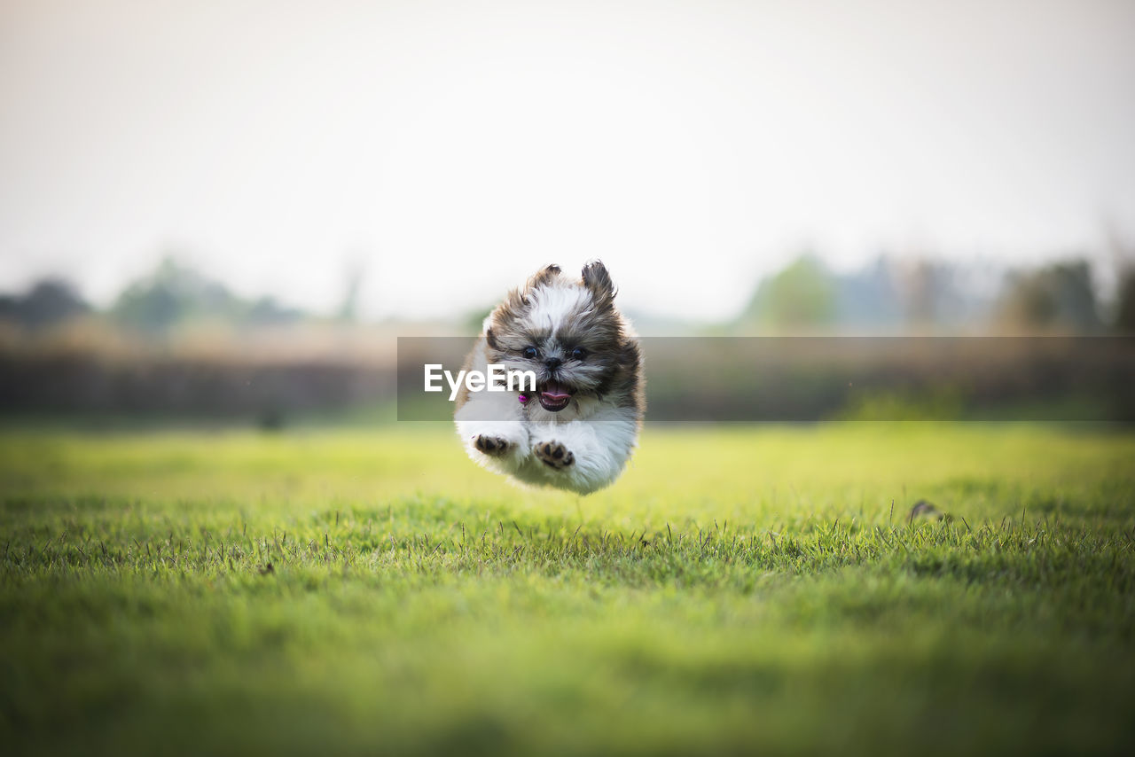 Dog running over field against clear sky