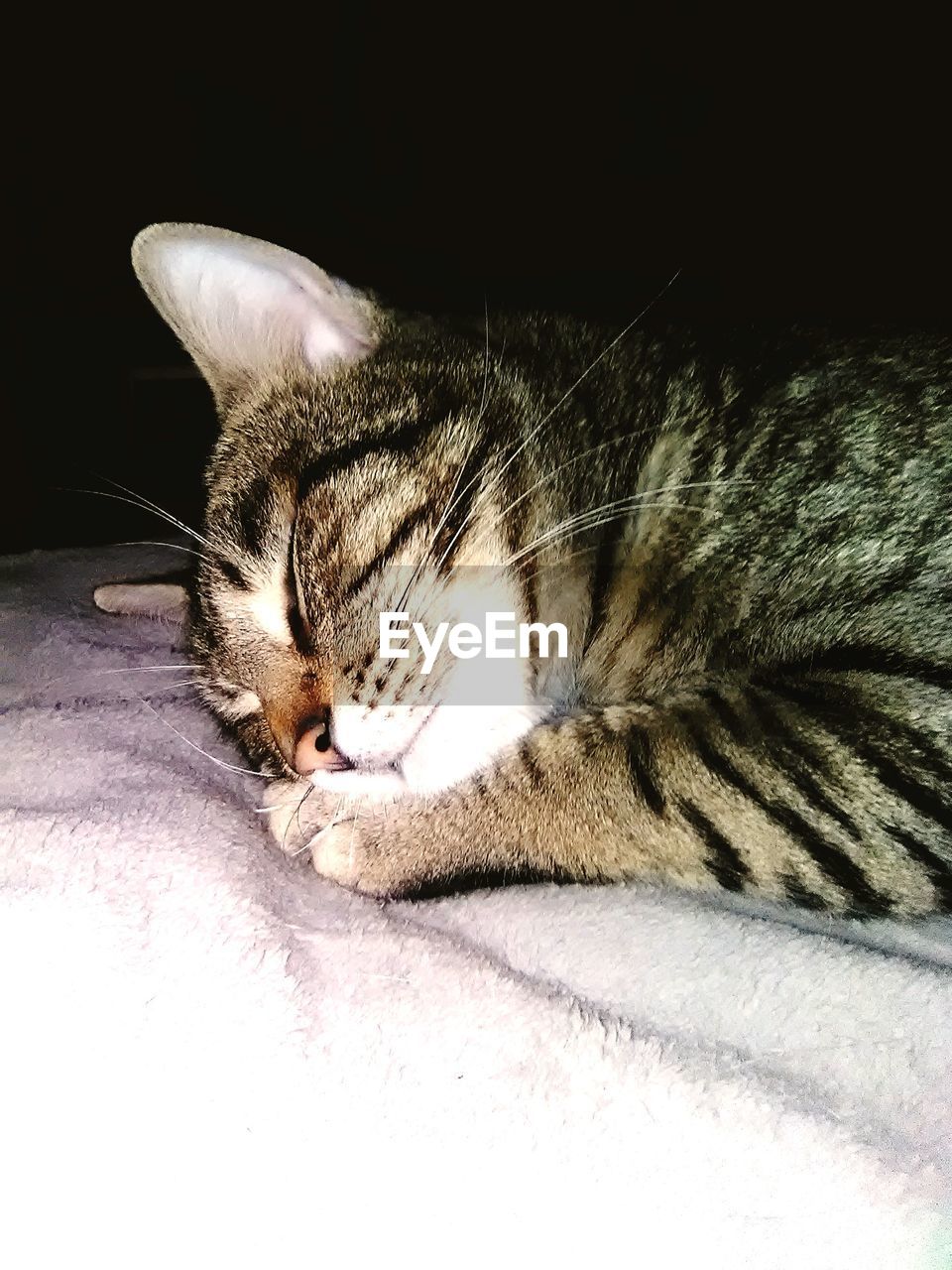 CLOSE-UP OF CAT SLEEPING ON BLANKET