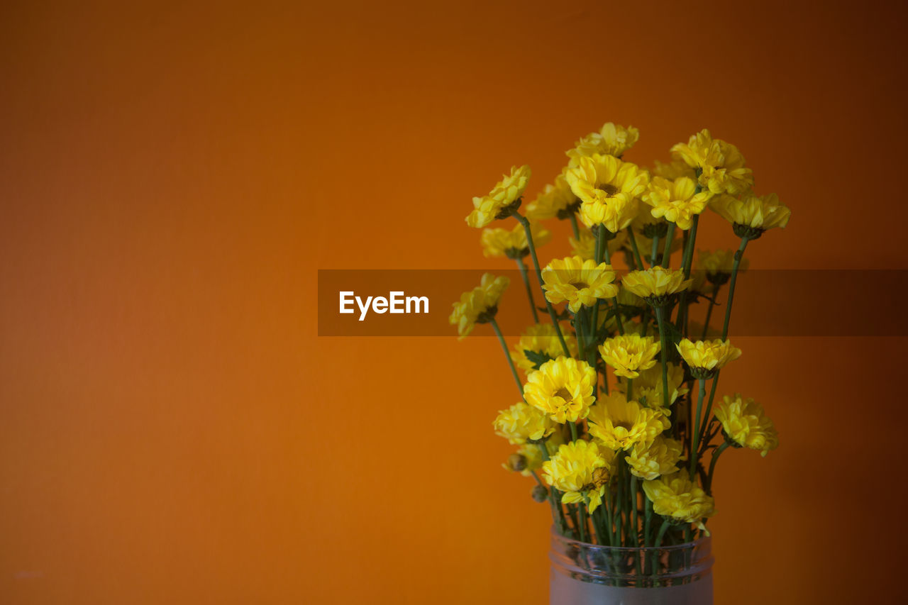 Close-up of yellow flowers