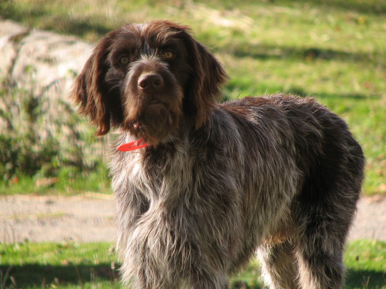 Portrait of dog on field