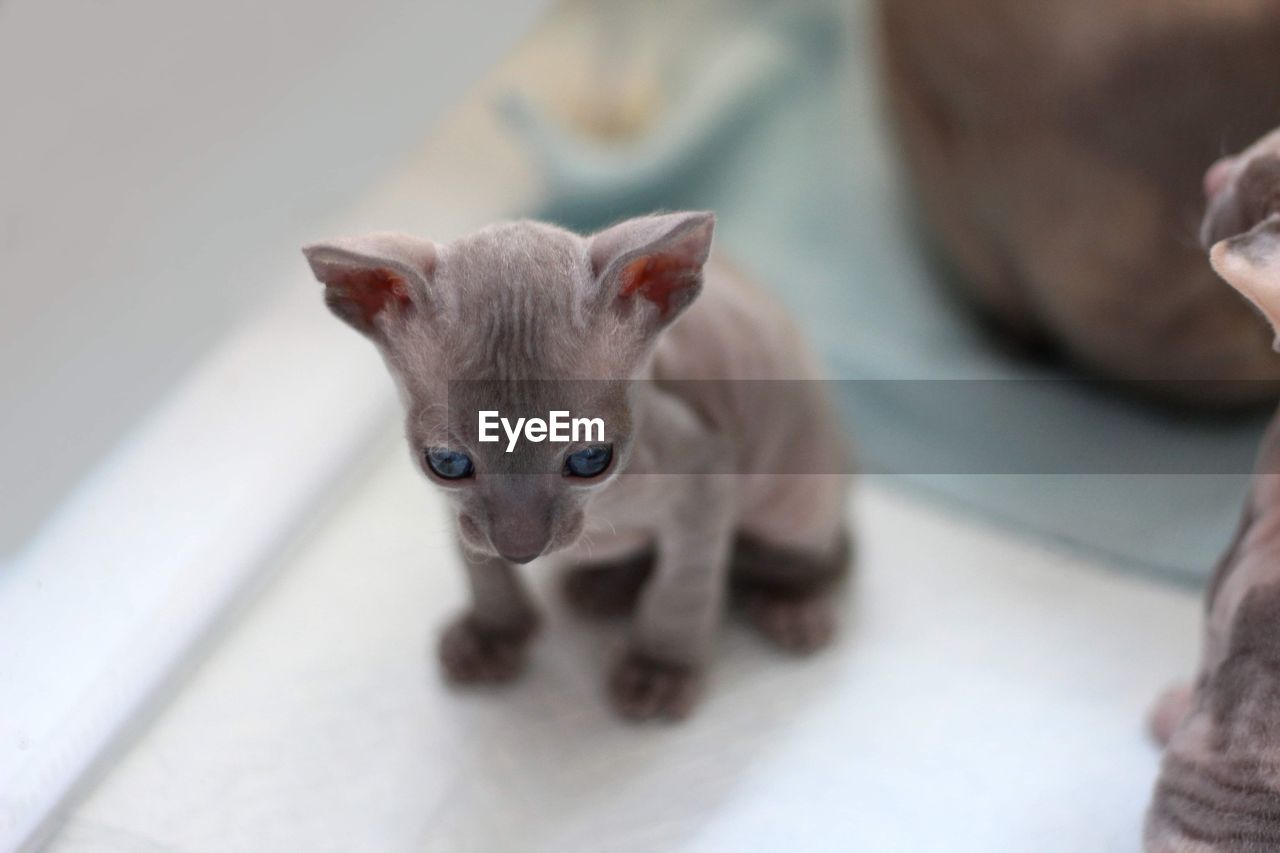 Close-up of little cornish rex kitten 