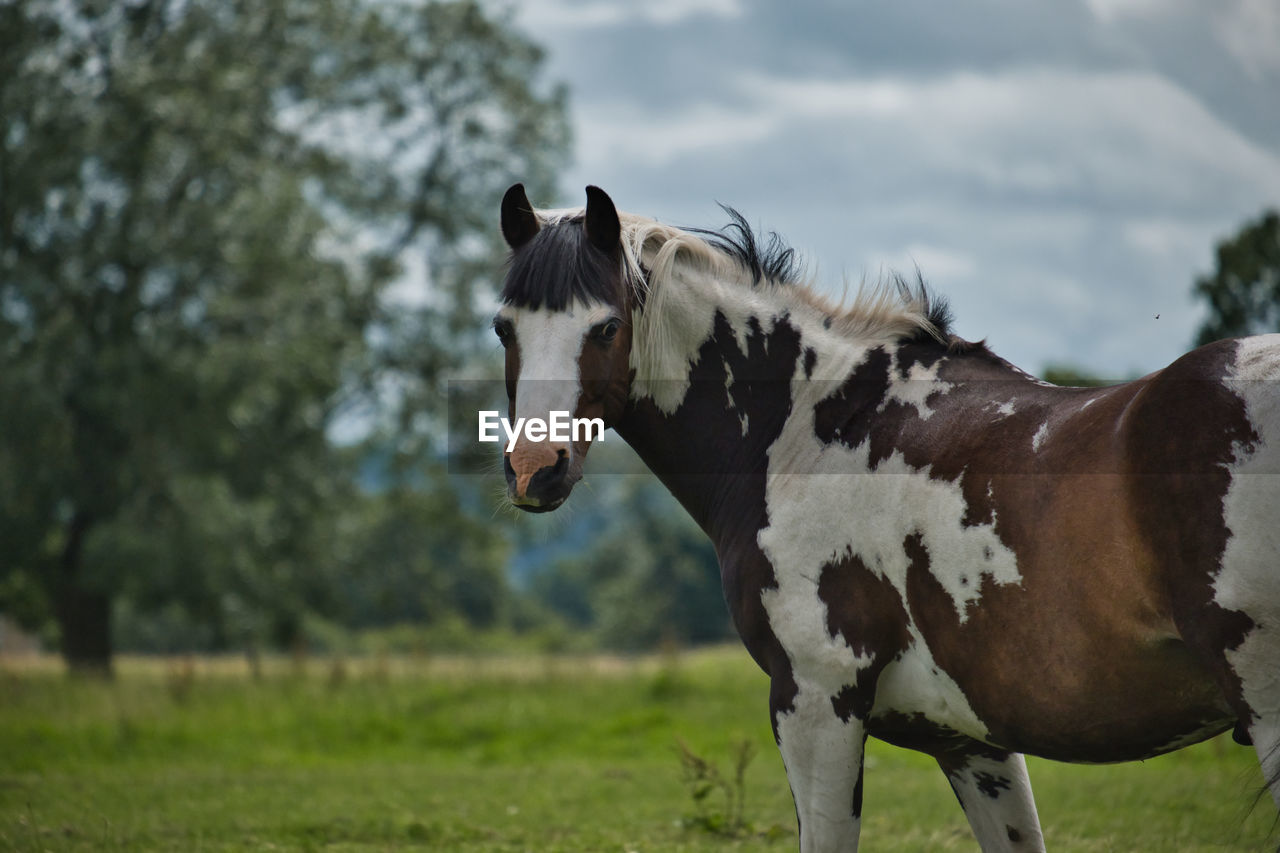 HORSE STANDING IN FIELD