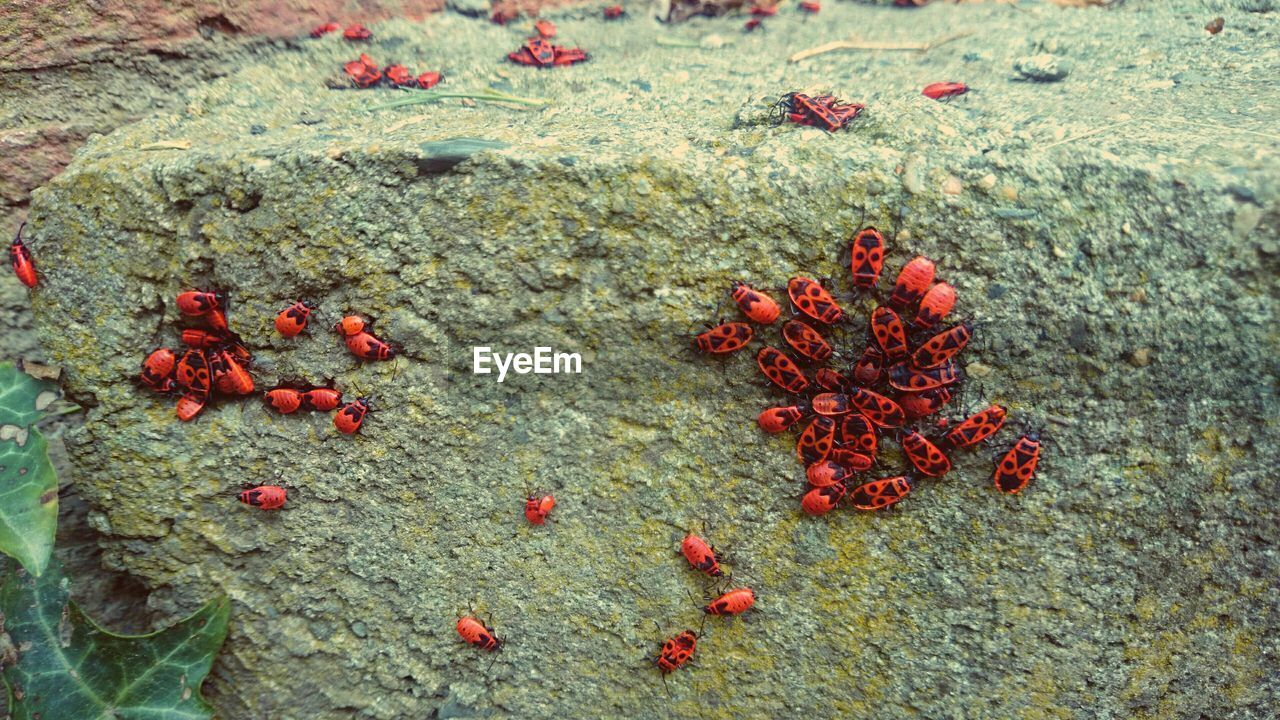 Group of bugs on rock