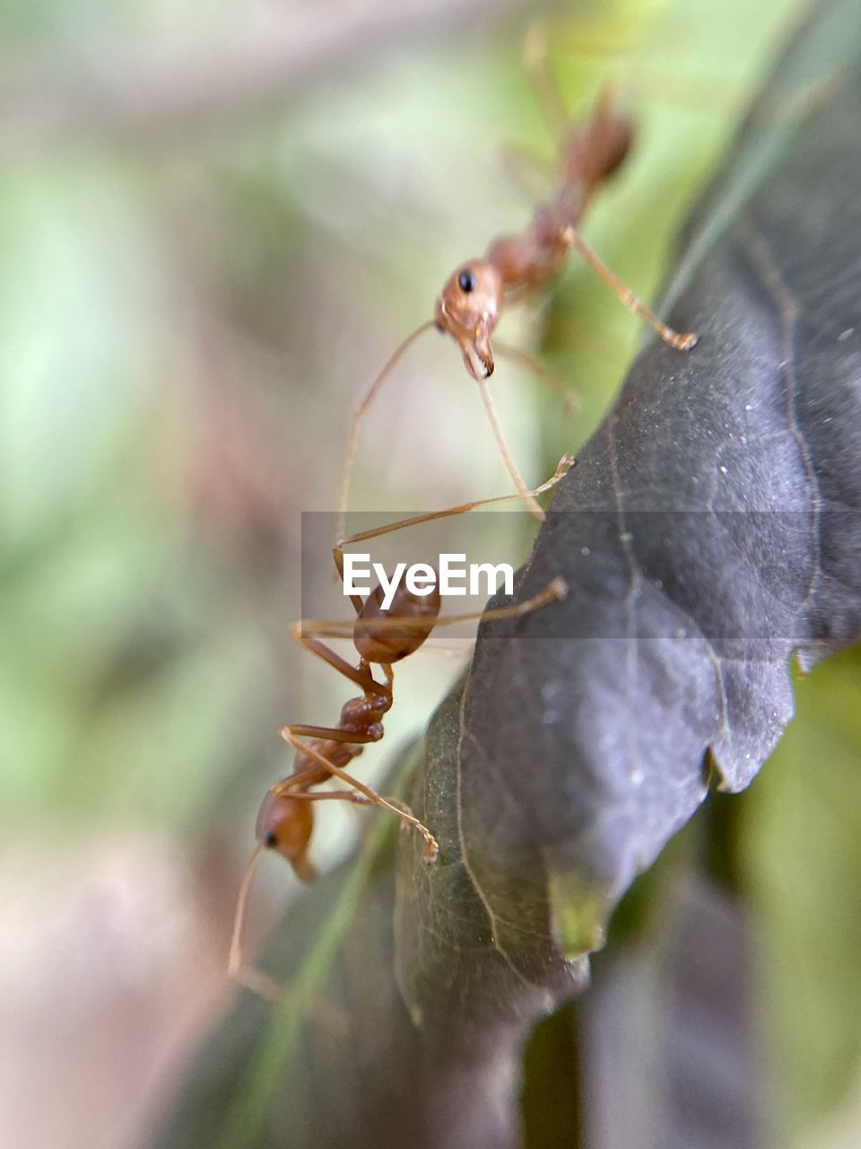 Close-up of ant on leaf