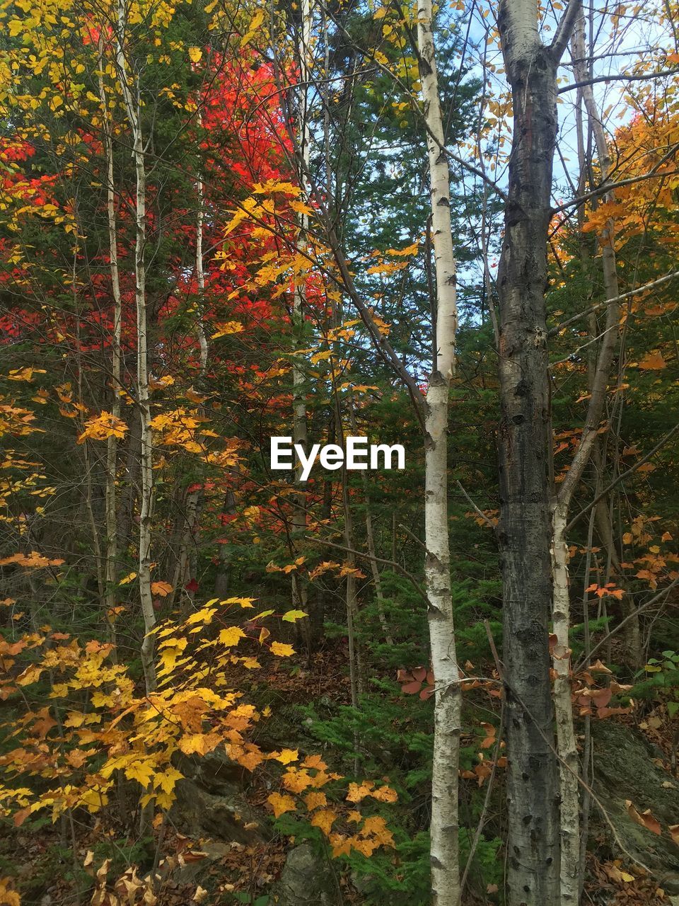 TREES IN FOREST DURING AUTUMN