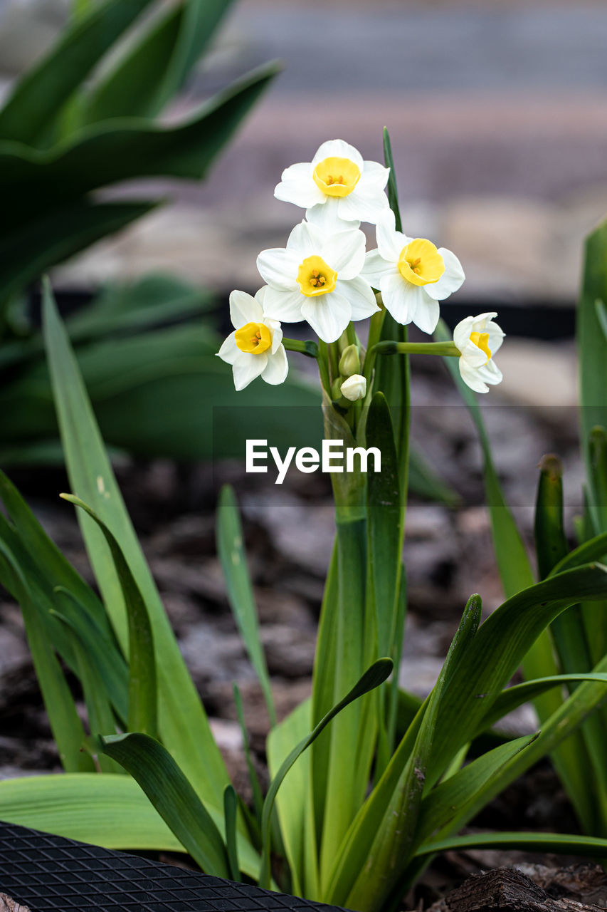 flower, flowering plant, plant, beauty in nature, freshness, nature, yellow, close-up, flower head, fragility, plant part, growth, leaf, narcissus, petal, no people, springtime, blossom, white, inflorescence, daffodil, outdoors, focus on foreground, botany, green