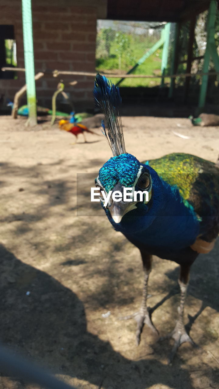 Close-up of peacock perching outdoors