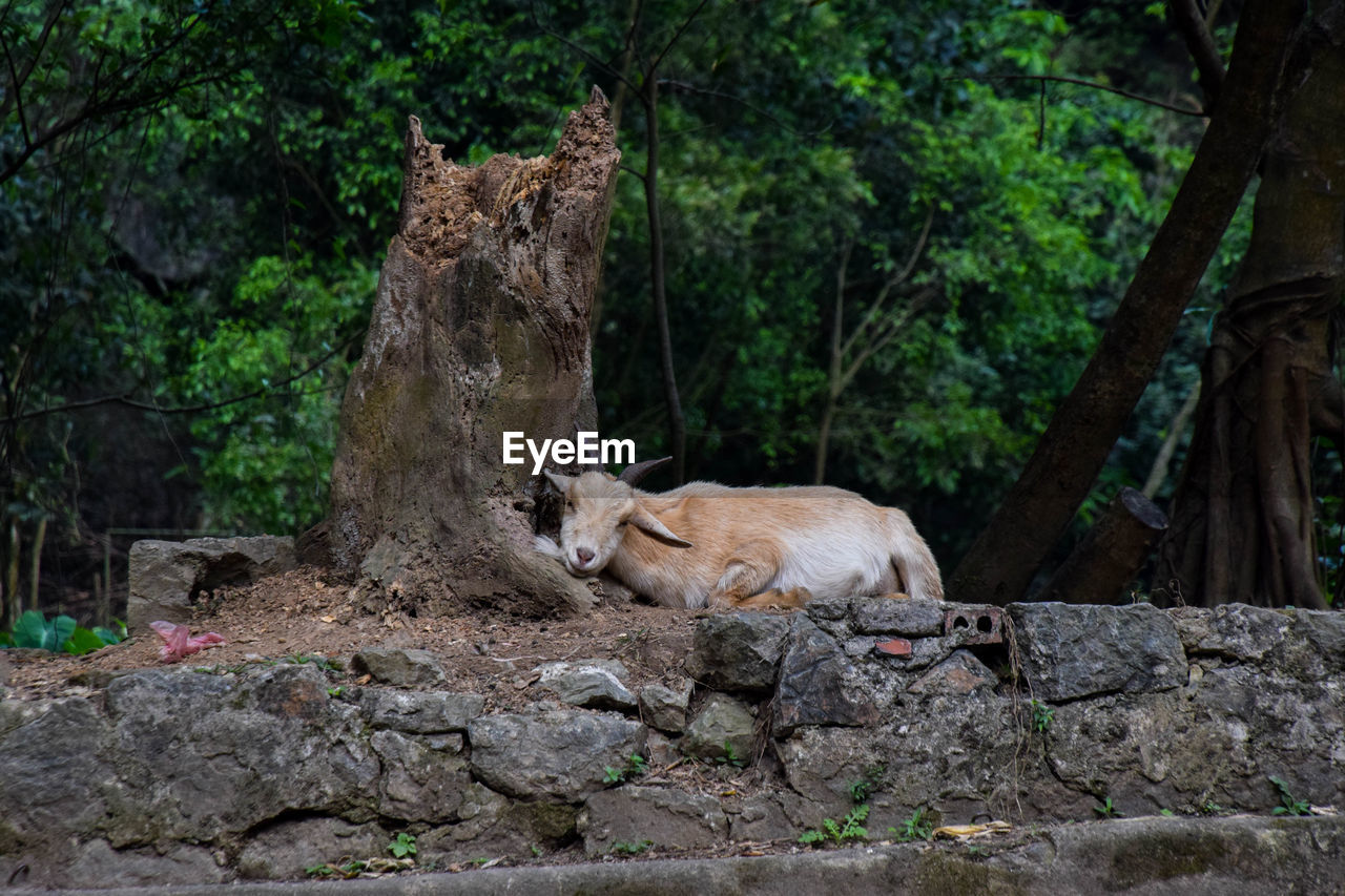 VIEW OF A CAT ON ROCK