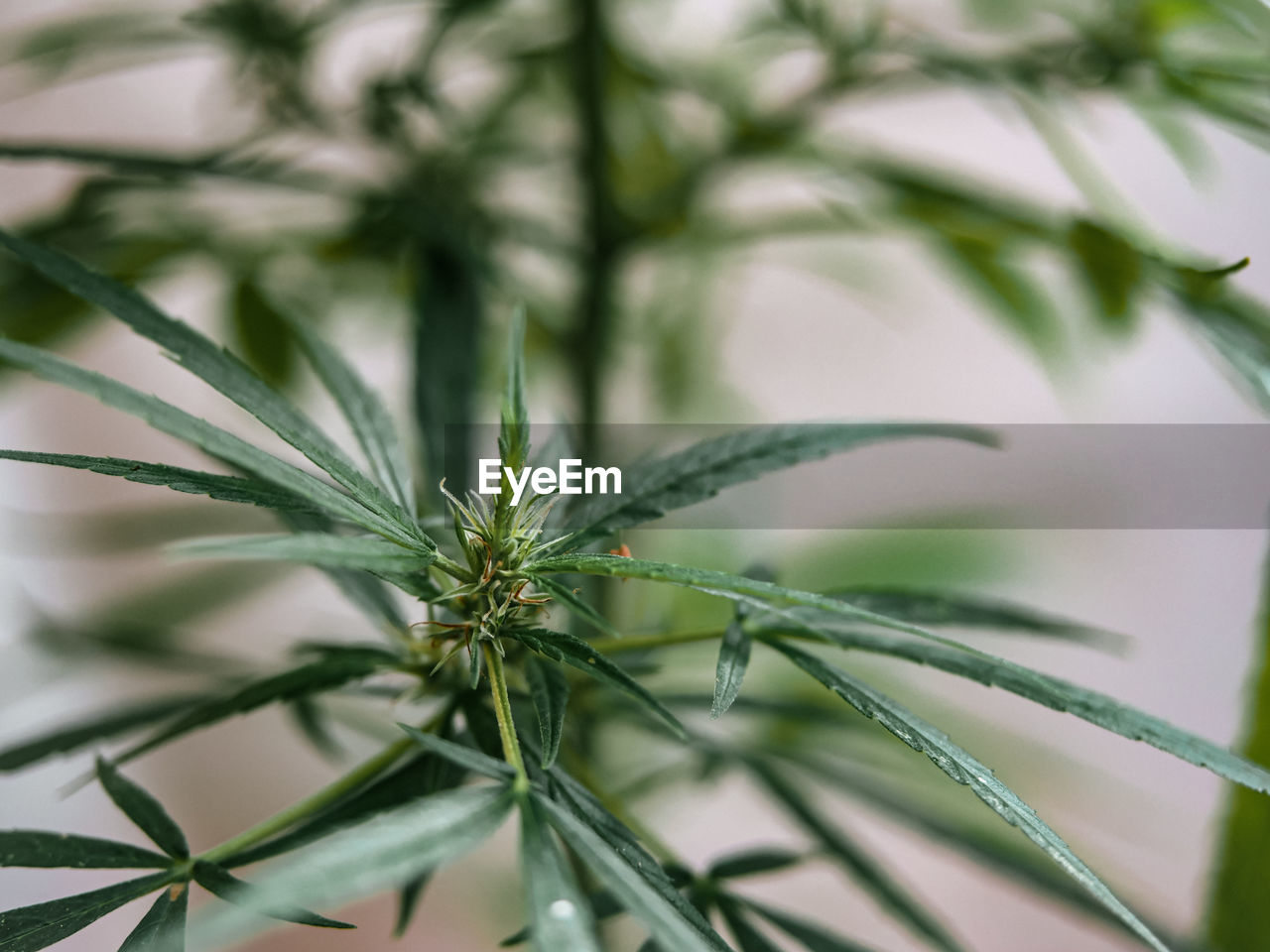 Green cannabis leaf close up