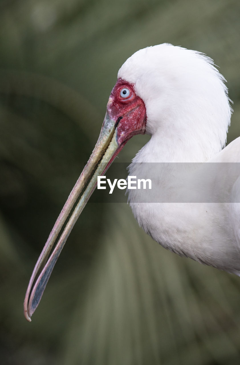 CLOSE-UP OF PARROT