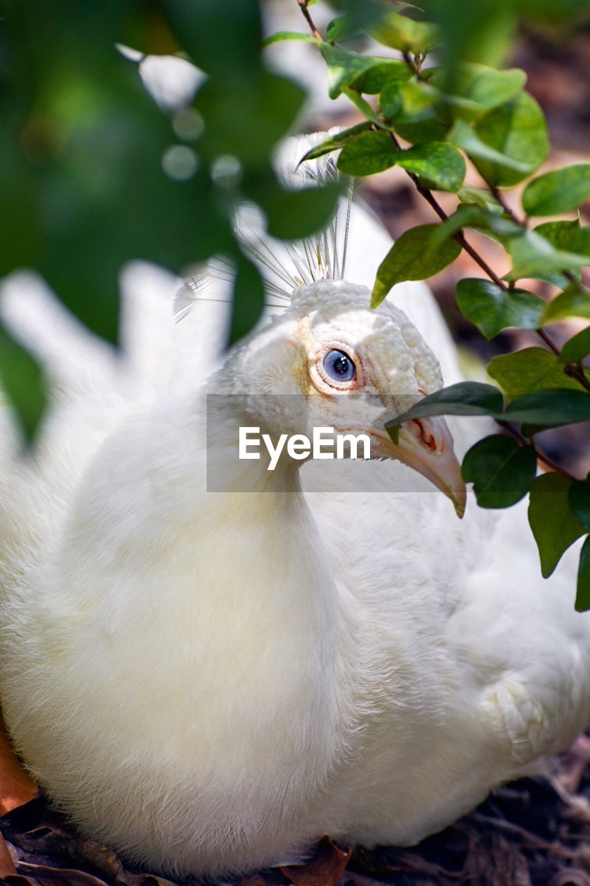 CLOSE-UP OF A PARROT