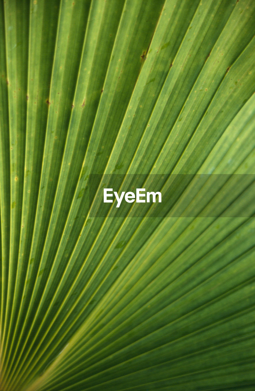 Close-up of palm leaf