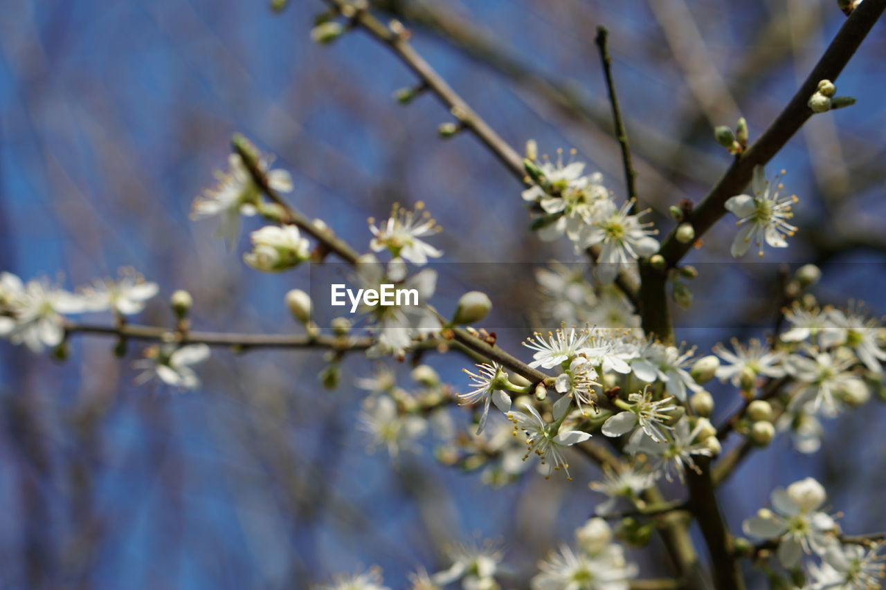 Close-up of white cherry blossom on tree