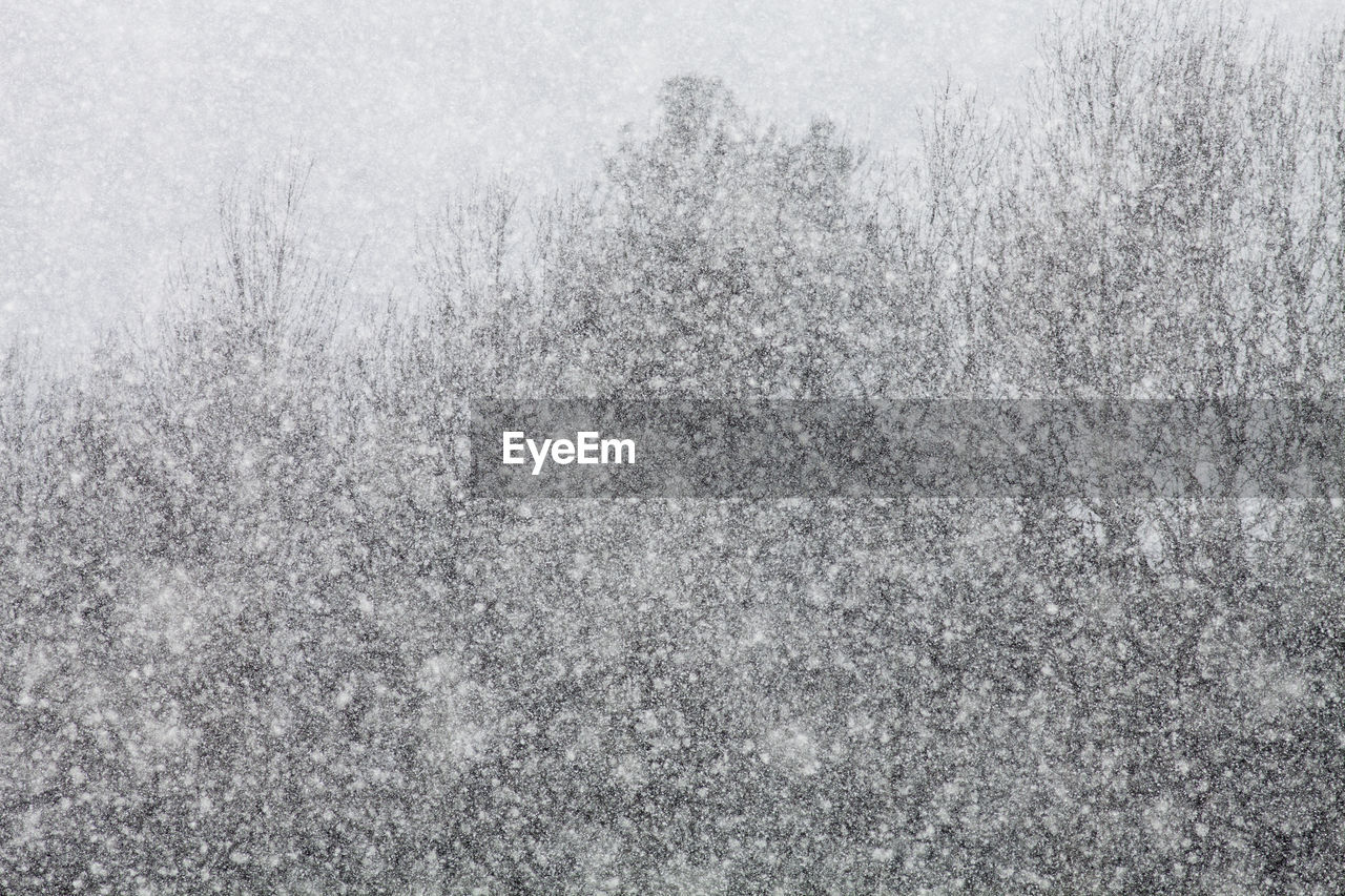 Heavy snow falling with trees in the background.