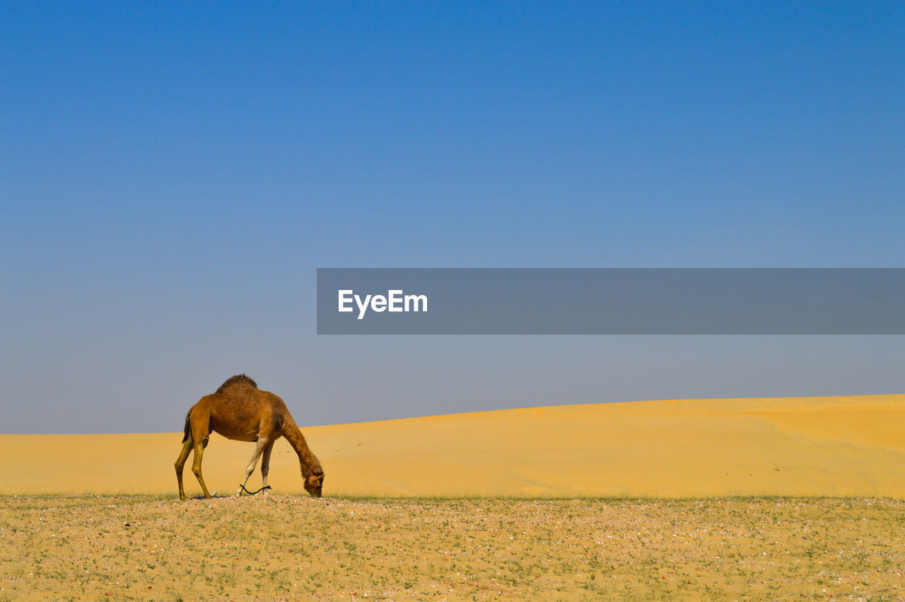 VIEW OF A HORSE ON A LAND