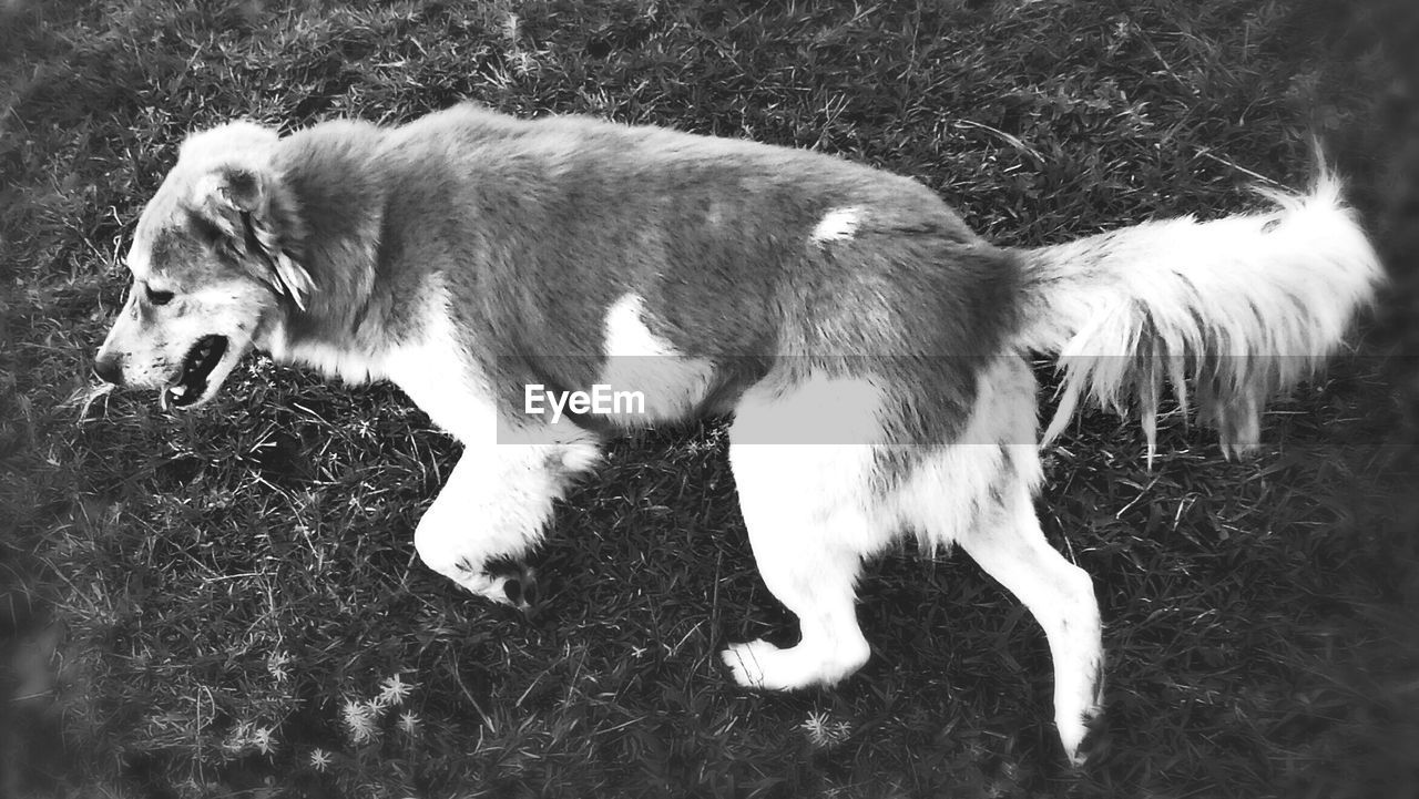 High angle view of dog on field