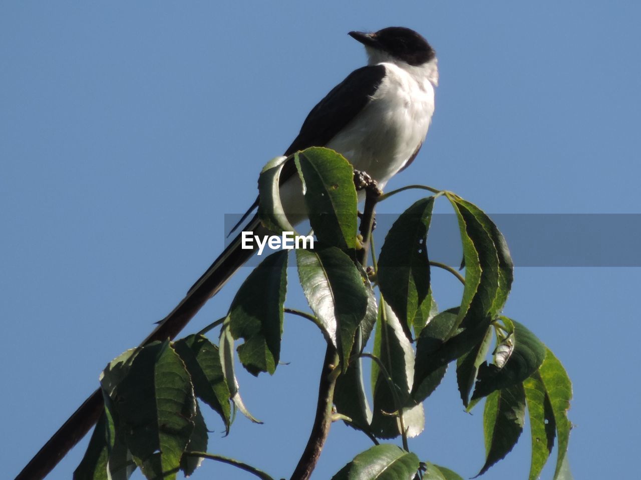 LOW ANGLE VIEW OF BIRD PERCHING ON BRANCH AGAINST SKY