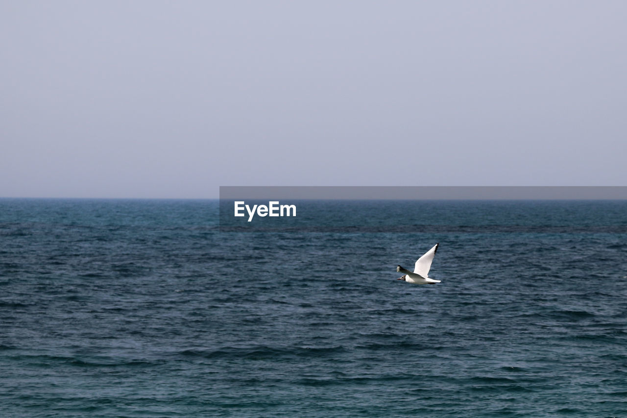 Black-headed gull flying over sea against clear sky