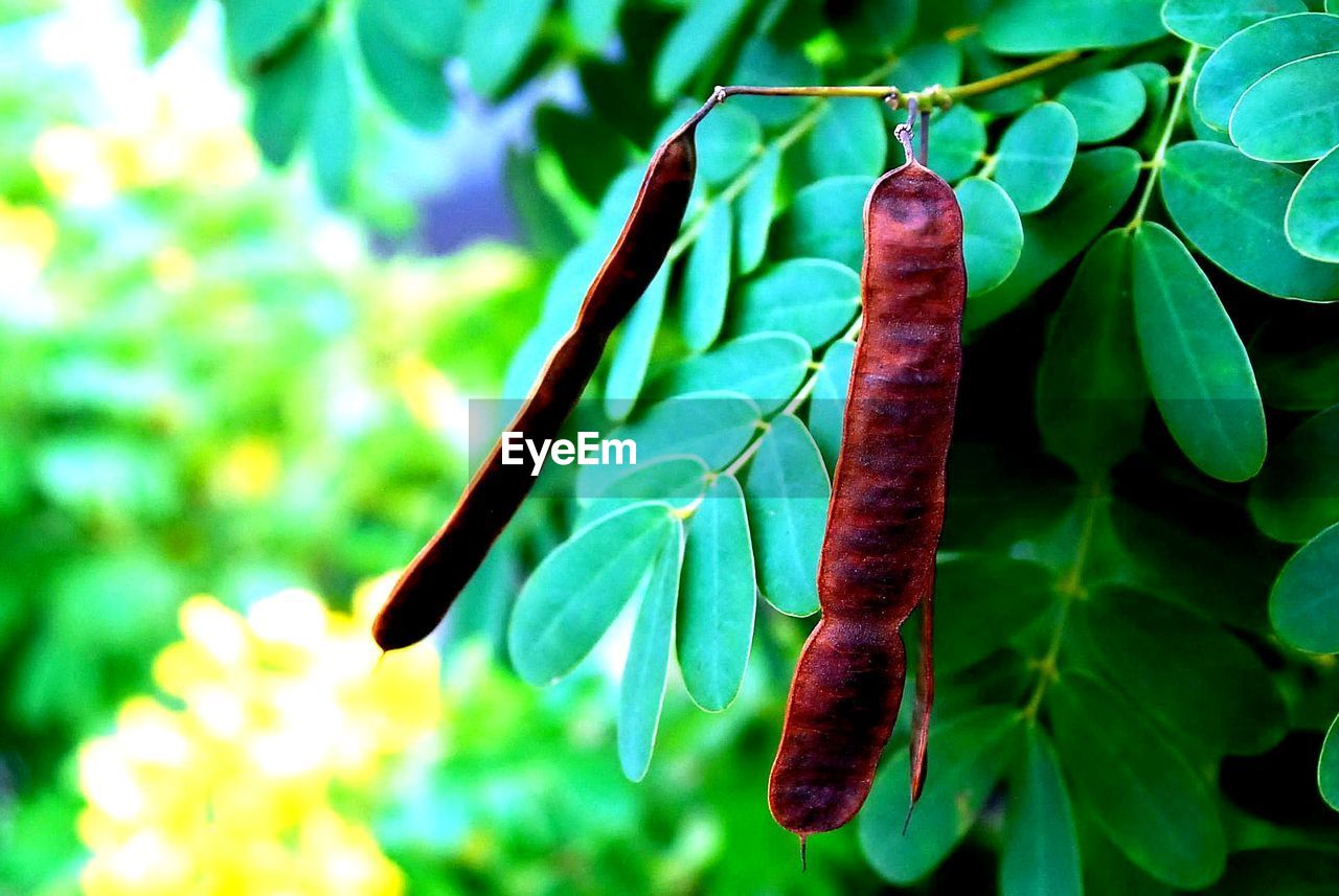 CLOSE-UP OF INSECT ON LEAF