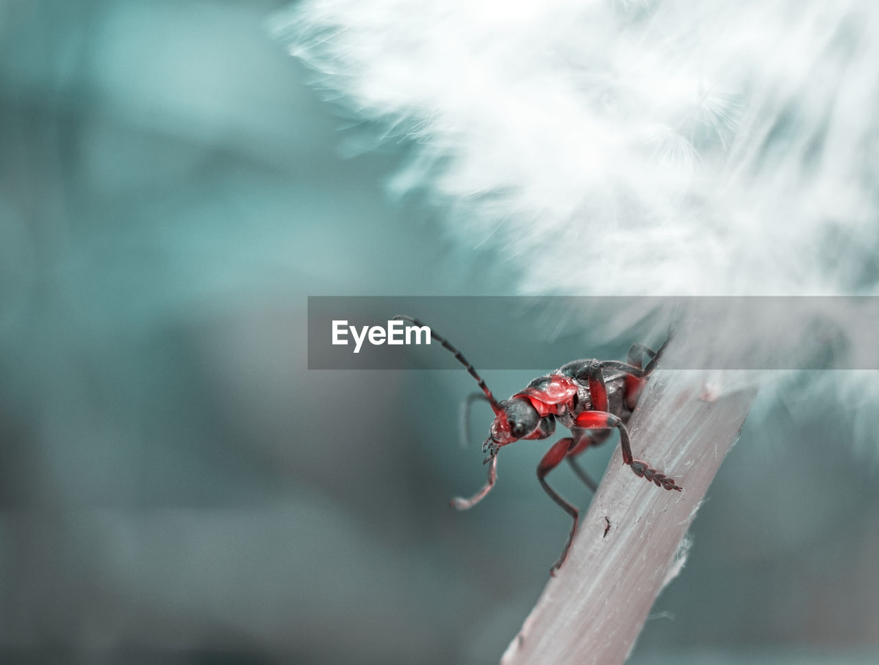 Close-up of insect on dandelion stem
