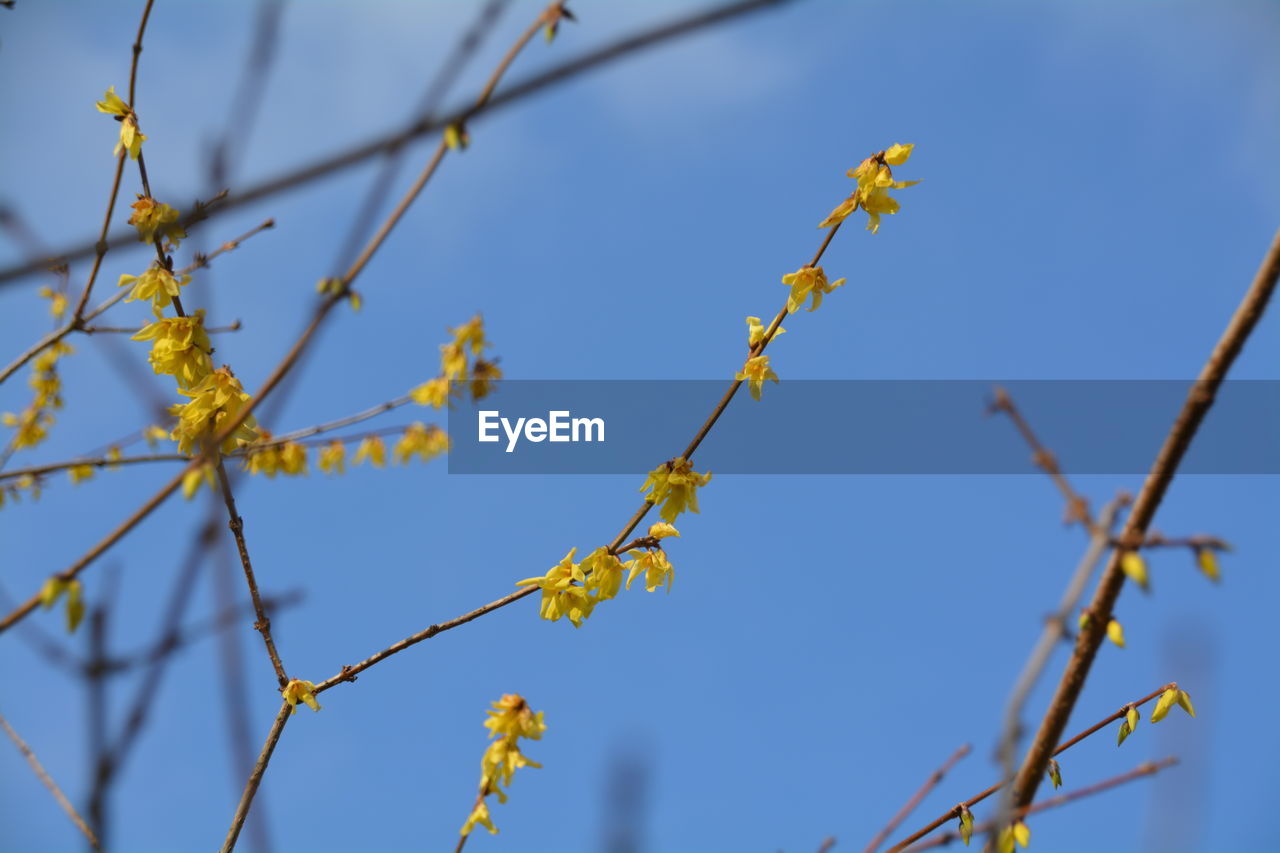 Close-up low angle view of yellow flowers