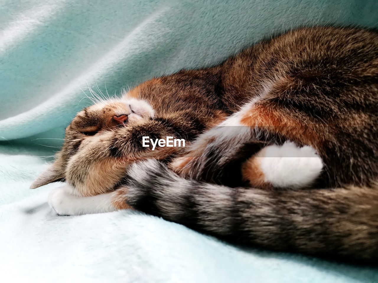 CLOSE-UP OF A CAT SLEEPING ON A BLANKET