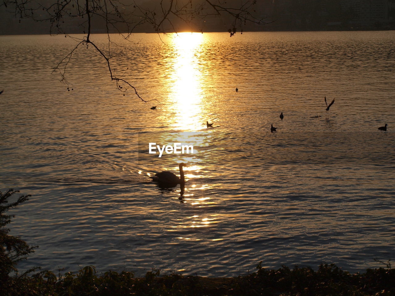 SILHOUETTE DUCKS SWIMMING IN LAKE