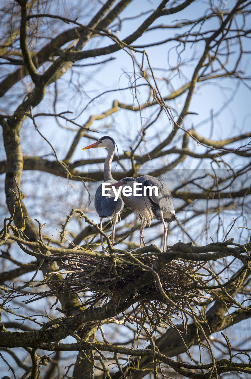 BIRDS PERCHING ON BRANCH AGAINST SKY