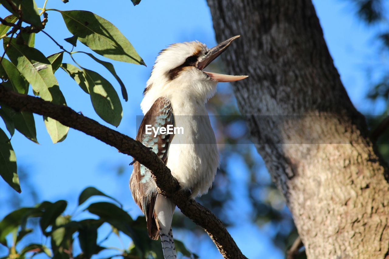 Low angle view of birds perching on branch